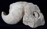 Eodiceras bavaricum (ZITTEL) - Bild © FossNet FossilienStore